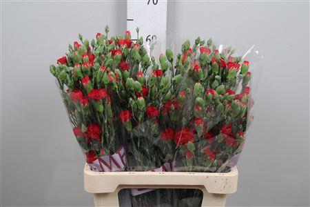 Dianthus tros 'Red Kiss'