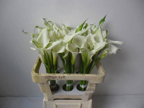 Zantedeschia 'Crystal Blush'