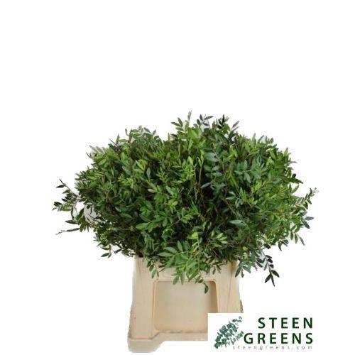 Pistacia sp. (blad)