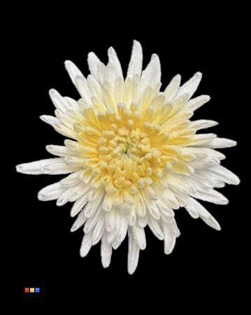 Chrysanthemum geplozen kas kleurbehandeld H%