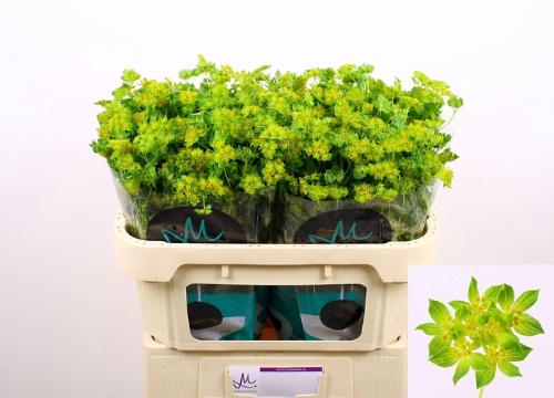 Bupleurum griffithii