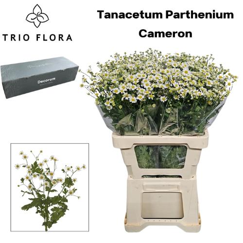 Tanacetum parthenium Cameron