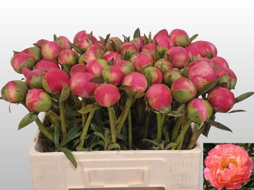 Paeonia Lactiflora Grp 'Coral Charm'