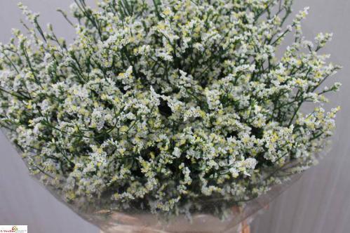 Limonium sinensis Mountain Diamond