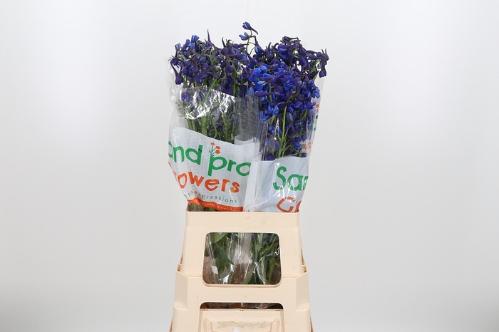 Delphinium Belladonna Grp enkelbloemig Donna
