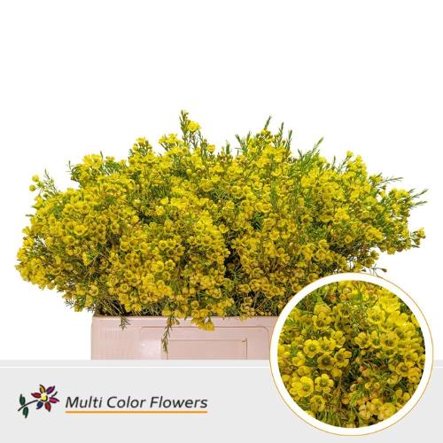 Chamelaucium kleurbehandeld H%