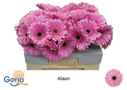 Gerbera grootbloemig Alison