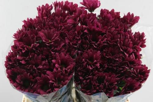 Chrysanthemum (Indicum Grp) tros Purple Star