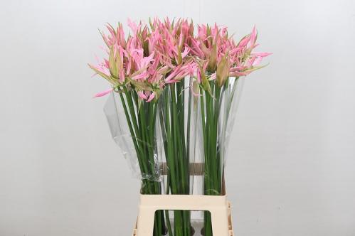 Nerine bowdenii 'Pink Wonder'