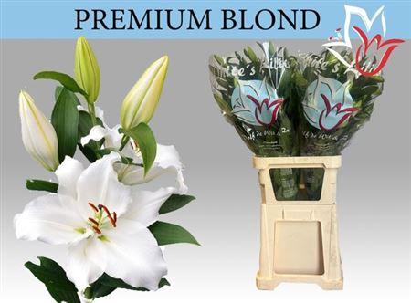 Lilium Oriental Grp 'Premium Blond'