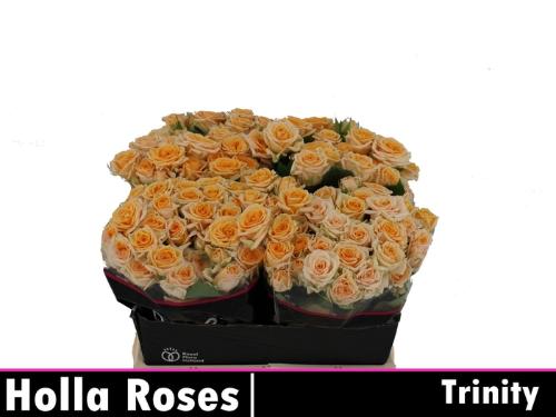 Rosa tros Trinity