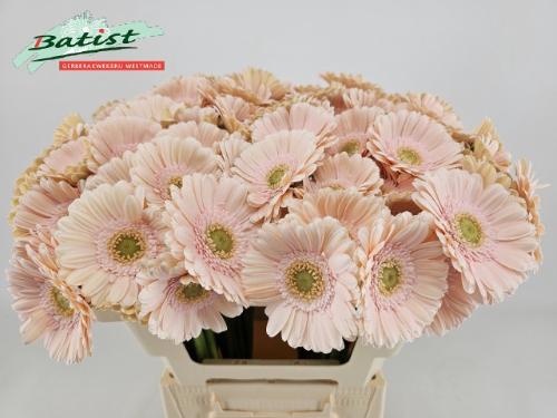 Gerbera mini Alix-Noor