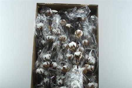 Gossypium hirsutum wit