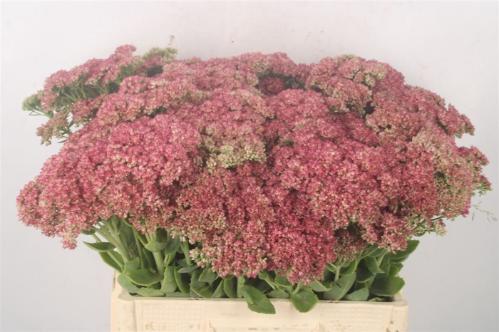 Sedum spectabile