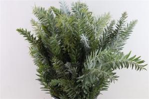 Acacia baileyana bloeiend per bos 'Purpurea'Dealbata Grp
