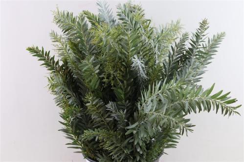 Acacia baileyana bloeiend per bos 'Purpurea'Dealbata Grp