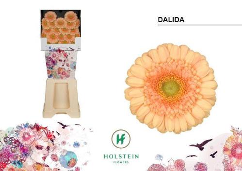 Gerbera mini 'Dalida'