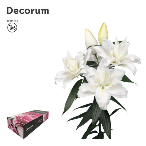 Lilium (Oriental Grp) dubbel Roselily Jacintha