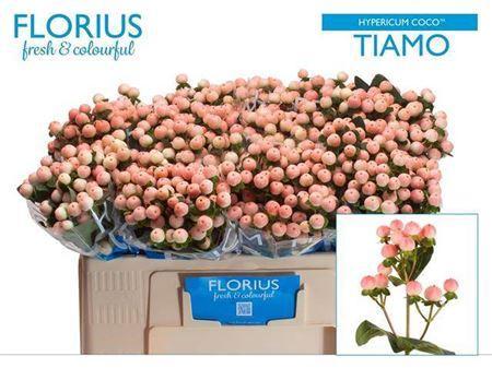 Hypericum androsaemum Coco Tiamo