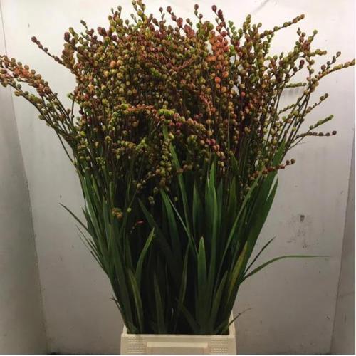 Crocosmia met bes overig