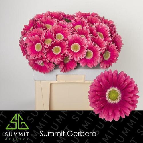 Gerbera grootbloemig 'Unique'