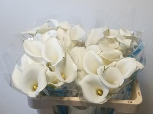Zantedeschia White Art