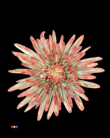 Chrysanthemum (Indicum Grp) geplozen Topspin kleurbehandeld H%