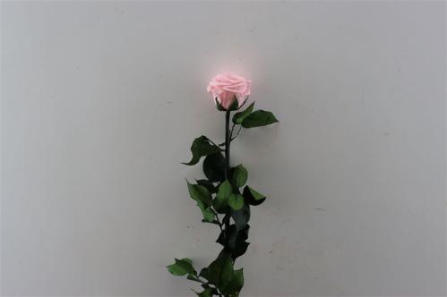 Rosa grootbloemig kleurbehandeld H%
