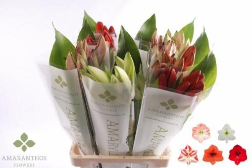 Hippeastrum gemengd