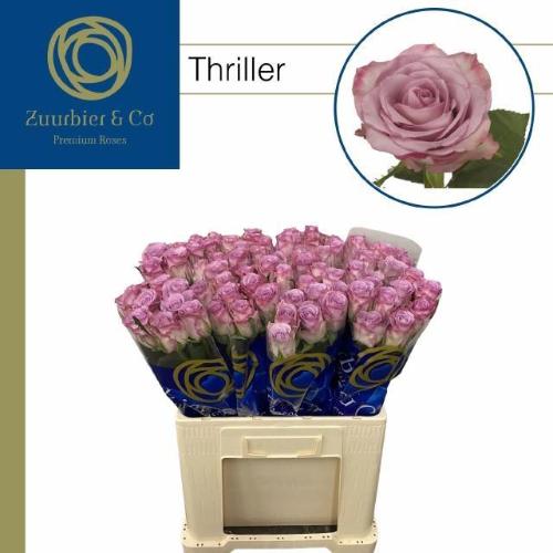 Rosa grootbloemig Thriller