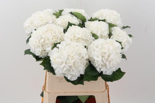 Hydrangea macrophylla Royal Princess