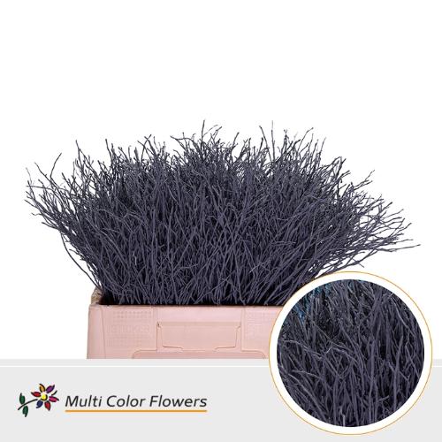 Vaccinium kleurbehandeld H%