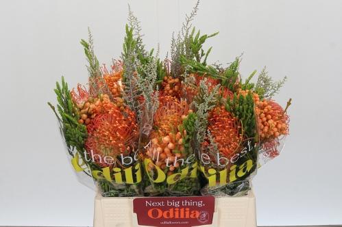 Leucospermum cordifolium overig