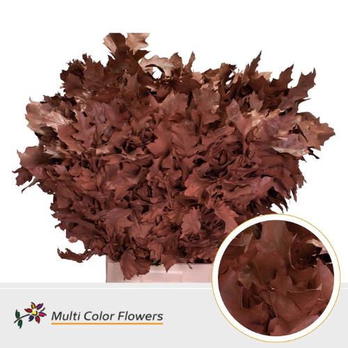 Quercus rubra kleurbehandeld H%