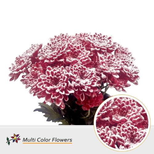 Chrysanthemum Indicum Grp tros kas kleurbehandeld H%