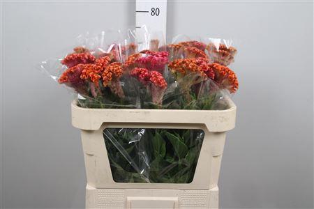 Celosia argentea (Cristata Grp) 'Fashion'