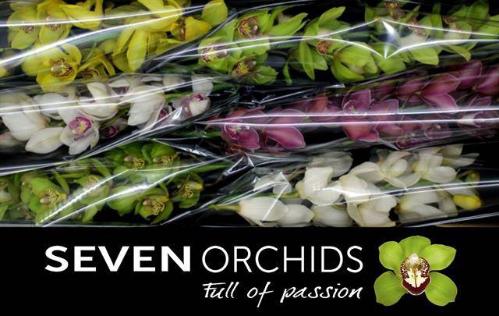 Cymbidium grootbloemig per tak gemengd