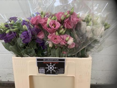 Eustoma russellianum gevuldbloemig gemengd