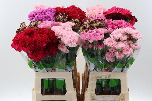 Dianthus standaard gemengd in fust
