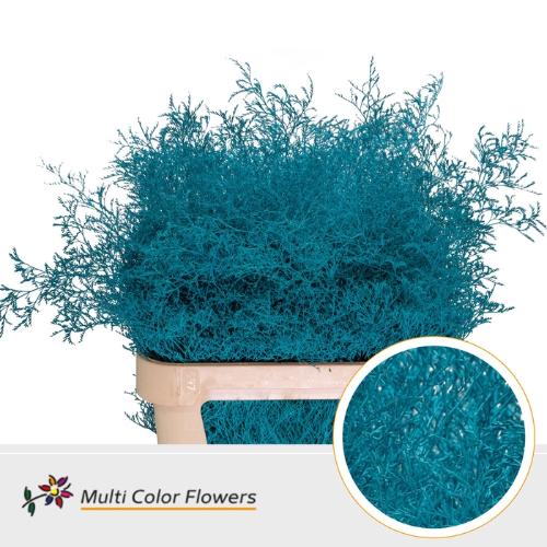 Limonium overig kleurbehandeld H%