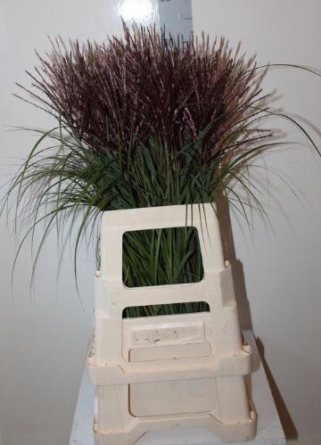 Miscanthus 'Rotfeder'