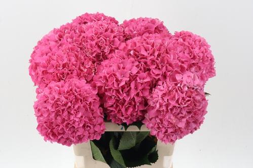 Hydrangea macrophylla Glowing Alps