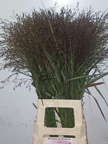 Panicum virgatum 'Warrior'