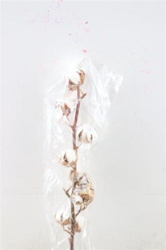 Gossypium hirsutum wit