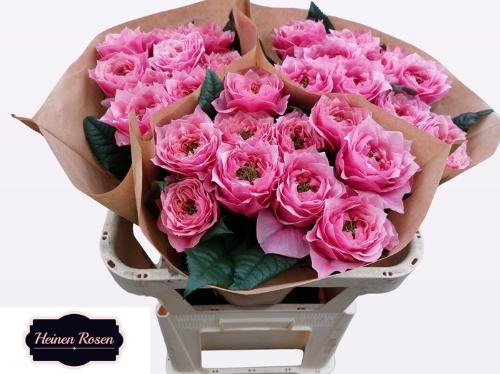 Rosa grootbloemig Regents Park!
