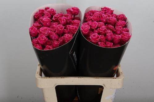 Rosa grootbloemig gewaxt H%