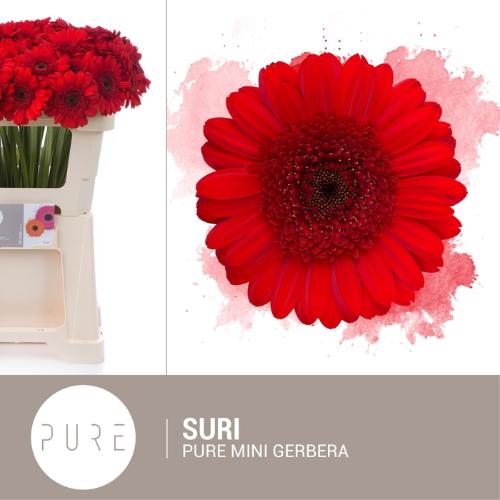 Gerbera mini Suri