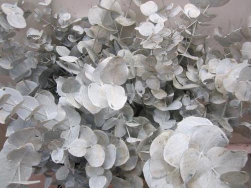 Eucalyptus cinerea kleurbehandeld per bos H%