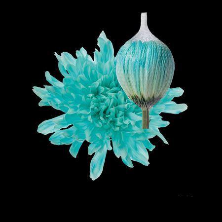 Chrysanthemum (Indicum Grp) geplozen Antonov kleurbehandeld H%