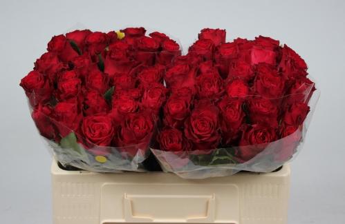 Rosa grootbloemig Rhodos